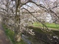 　曇川の桜並木　①　　(^^)