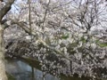 　曇川の桜並木　②　　(^^)