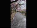 桜吹雪と雪