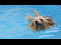 2023年08月27日小型犬水泳大会